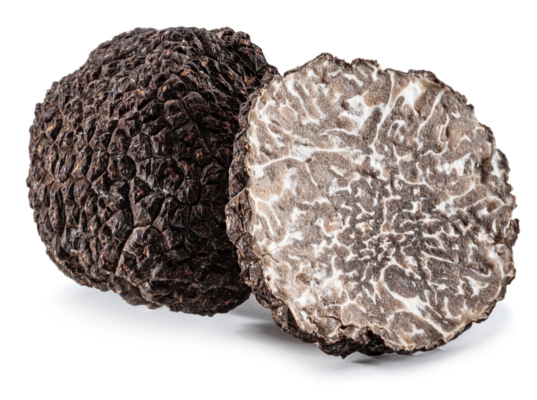 Black edible winter truffle on white background. The most famous of the truffles.